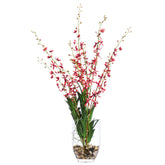 Orchid Vanda FW